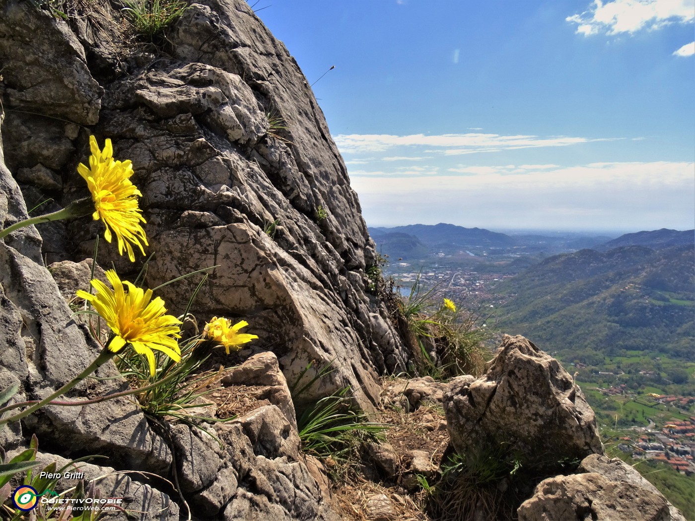 46 Hieracium (Sperviere alpino) dalla vetta del Monte Barro.JPG